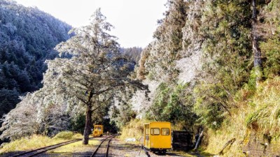 太平山降冰霰結霧淞　整座山頭籠罩銀白美景3